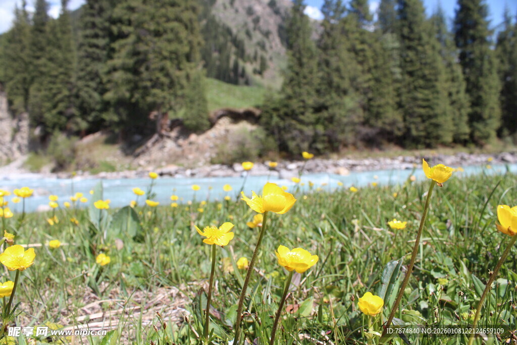 溪边绽放的黄色野花