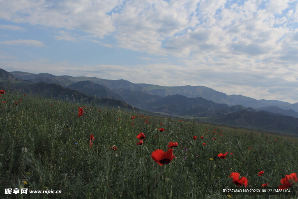 山间红花绽放美景