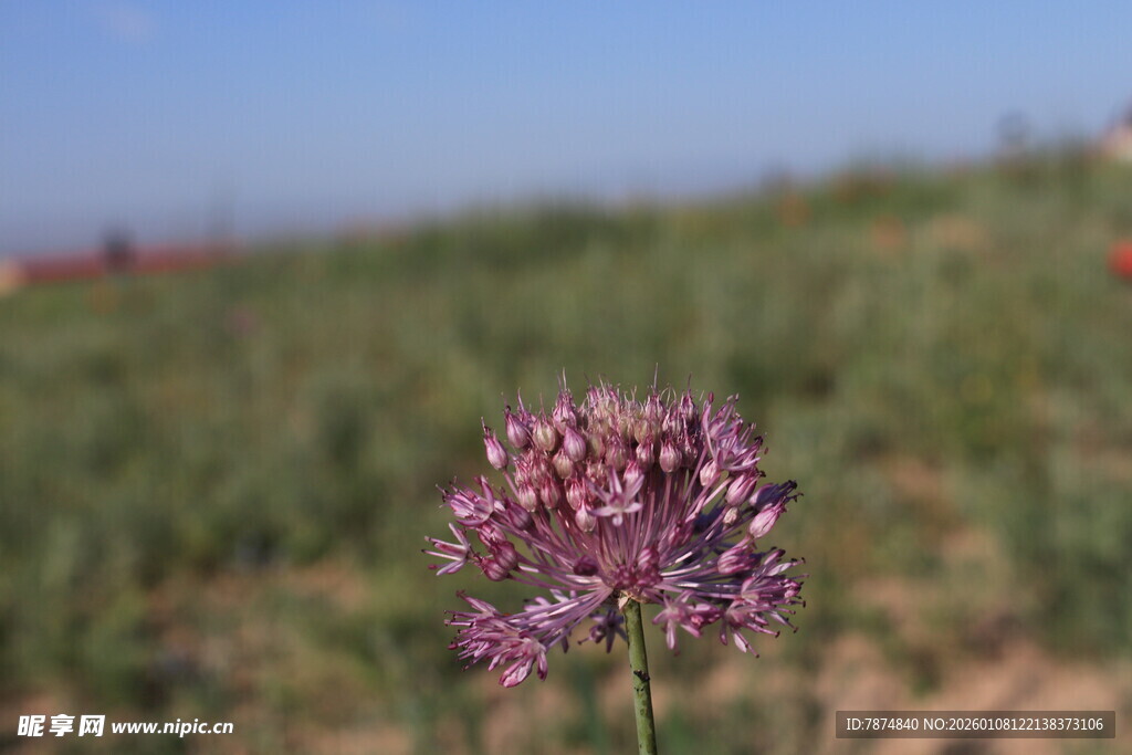 田野中的紫色葱属花卉