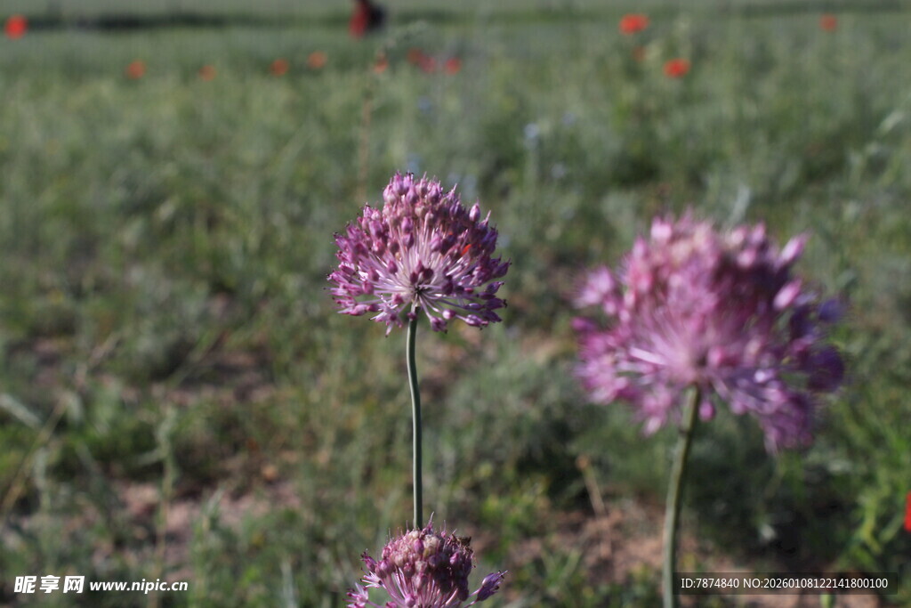 田野中的紫色葱属花卉