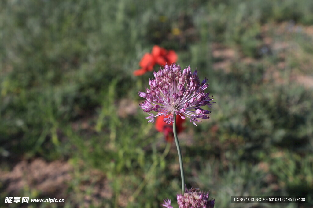 田野中的紫色花卉