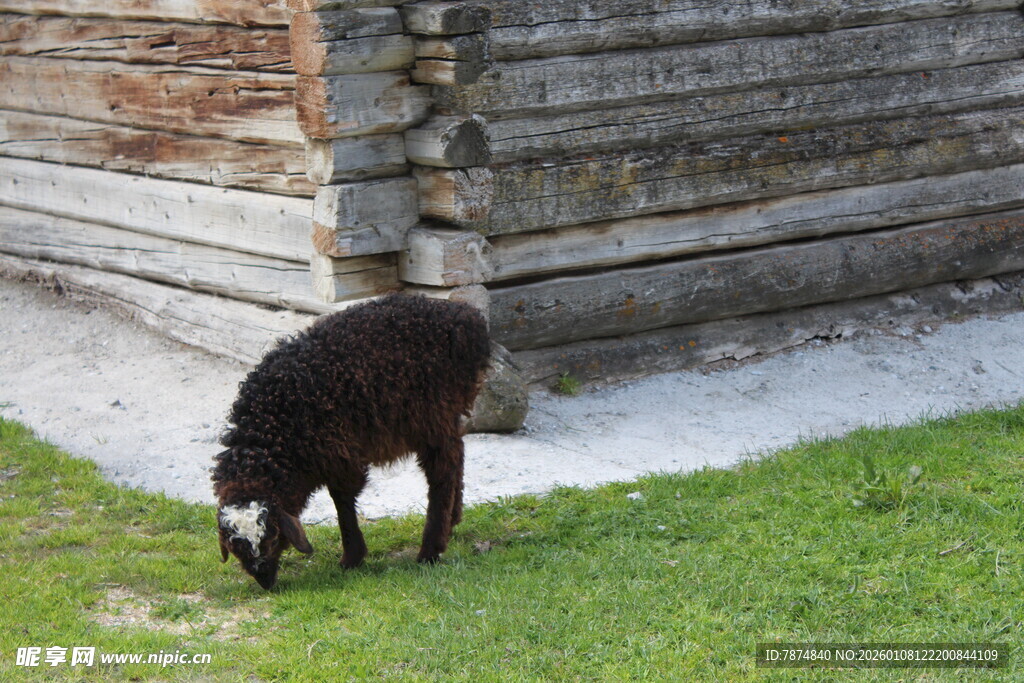黑羊在草地上低头吃草
