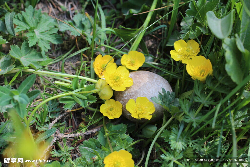 草丛中绽放的黄色小花