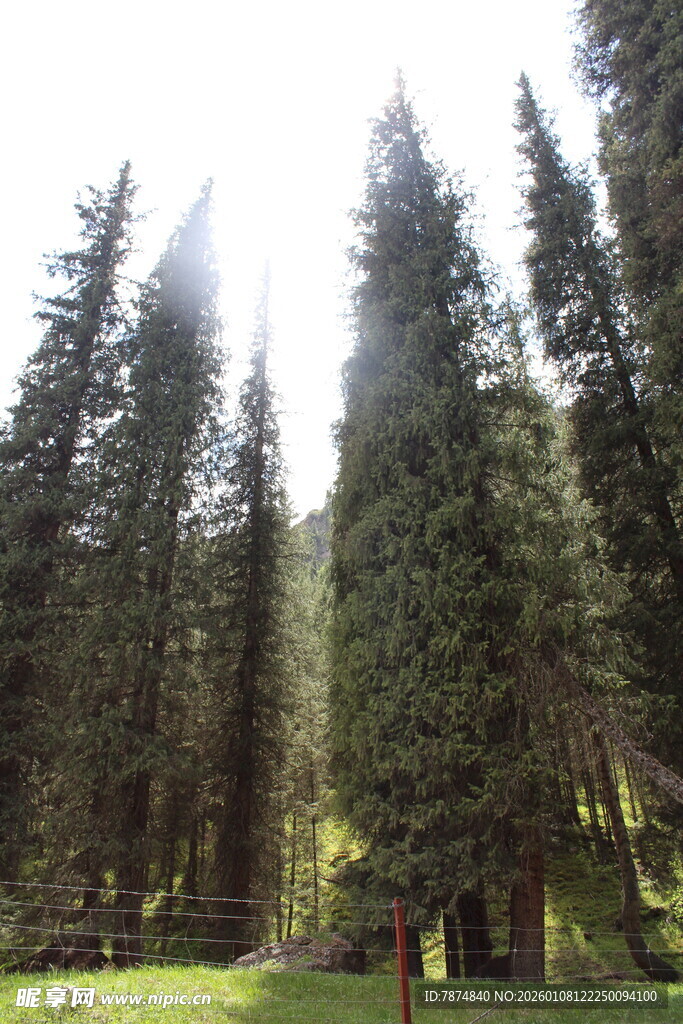 阳光洒落的茂密森林