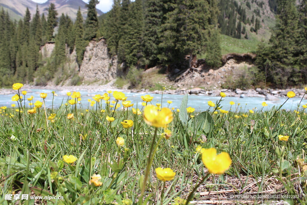 山间绽放的黄色野花