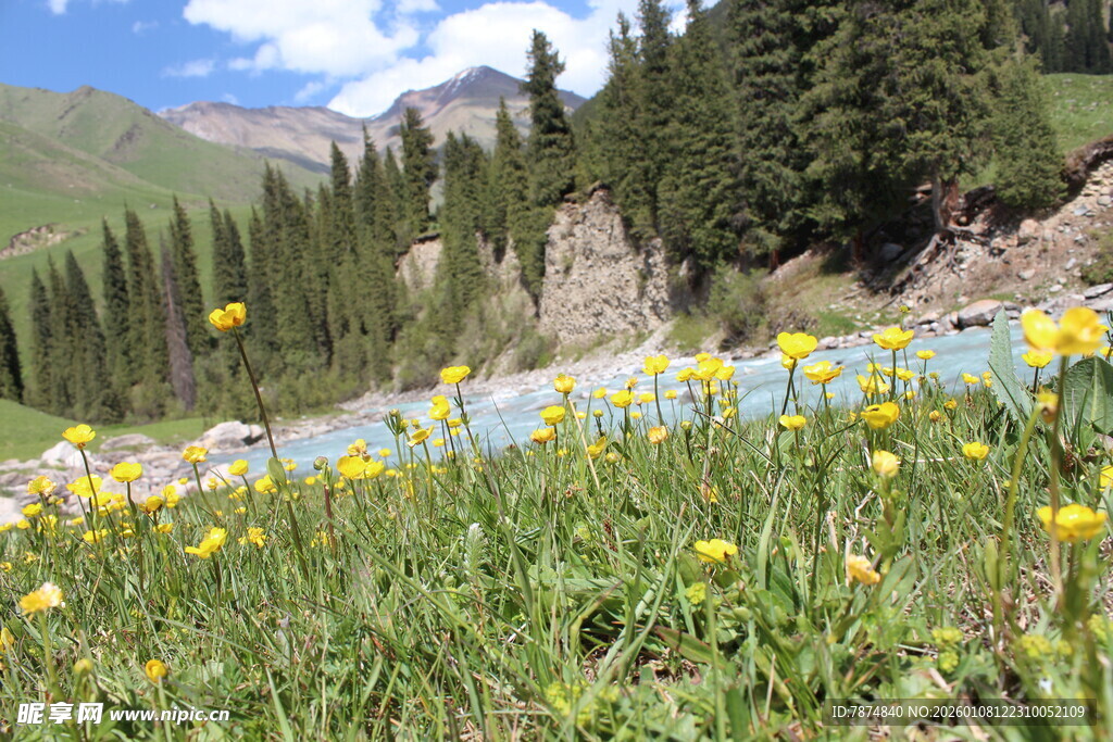 山间草地黄花与河流美景