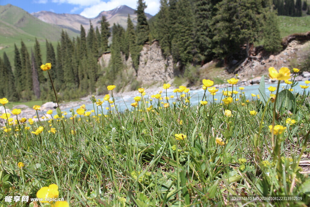 山间烂漫绽放的黄色野花