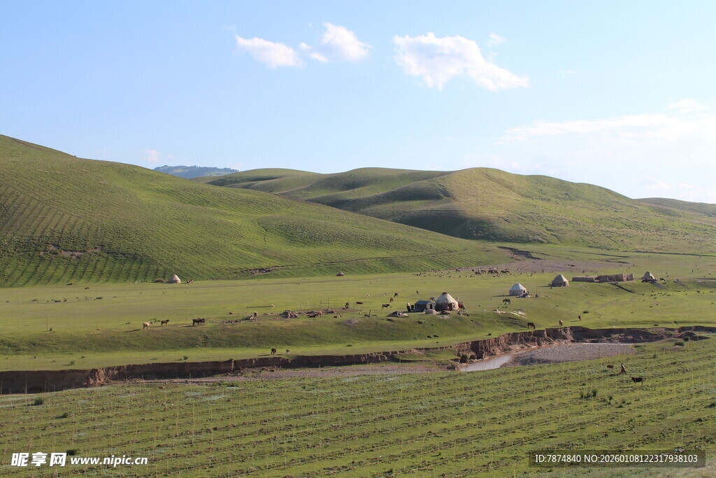 草原风光 牧群点缀绿野