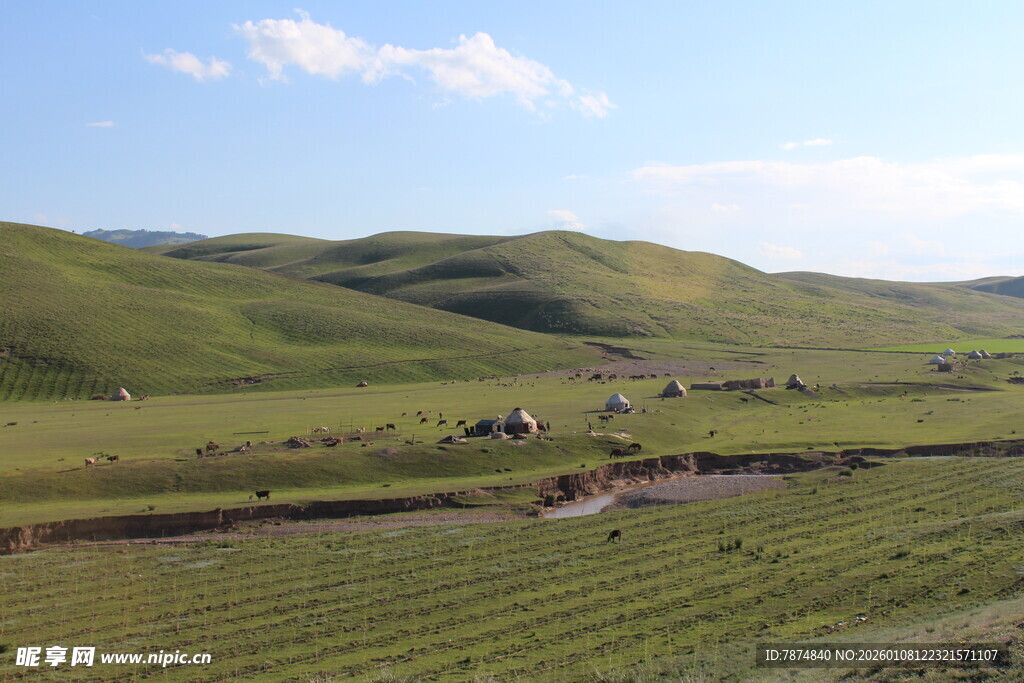 草原风光 牛羊悠然