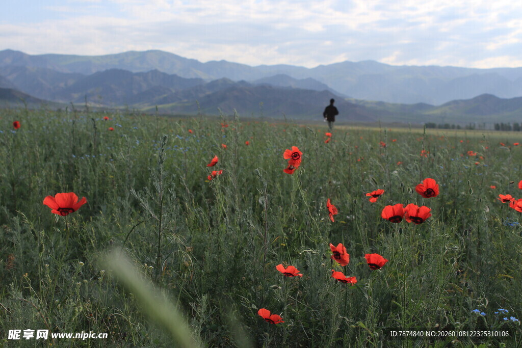 花海中的独行者