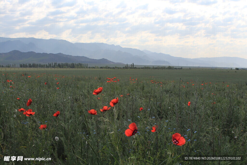 田野中的艳丽鲜花