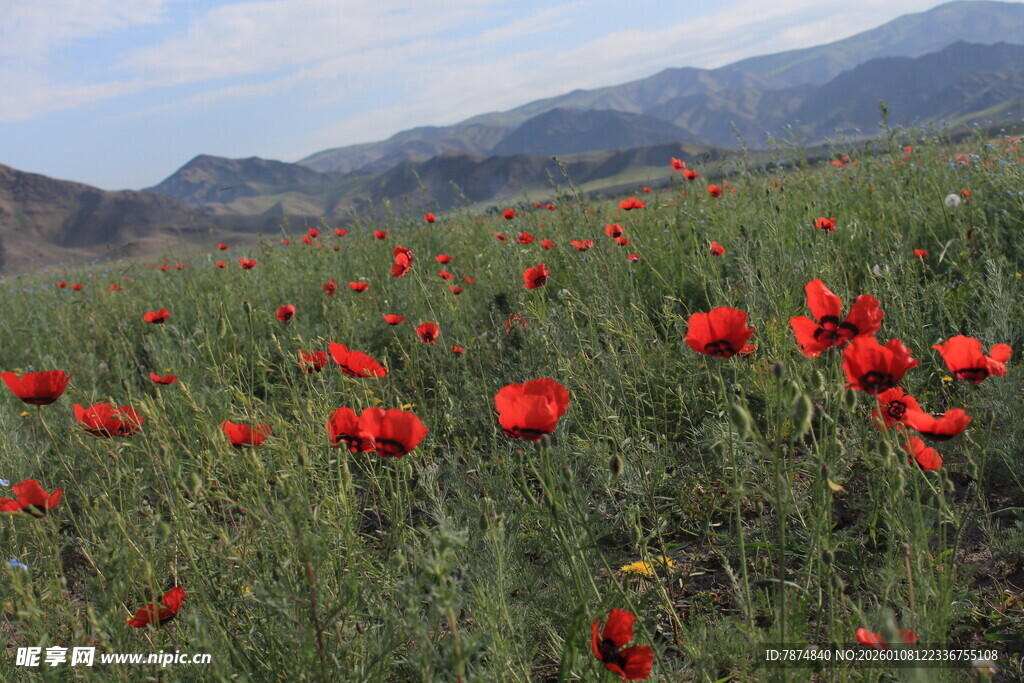 山间盛放的鲜花