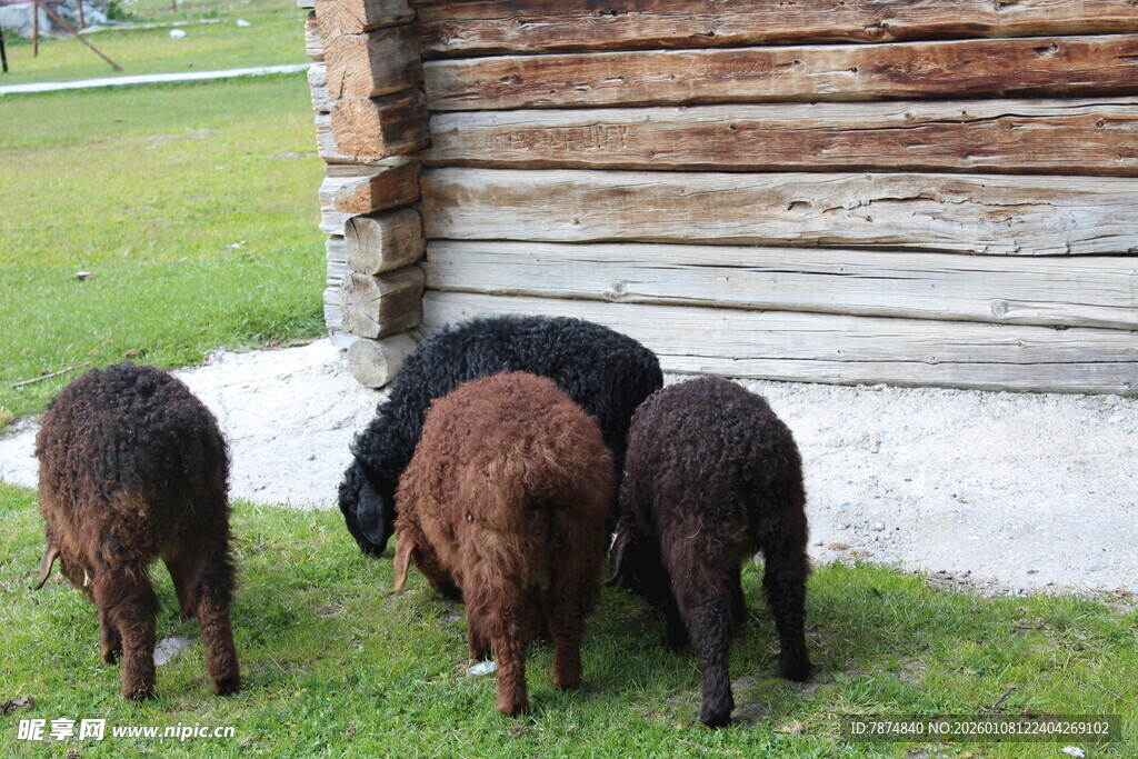 木屋旁吃草的几只羊