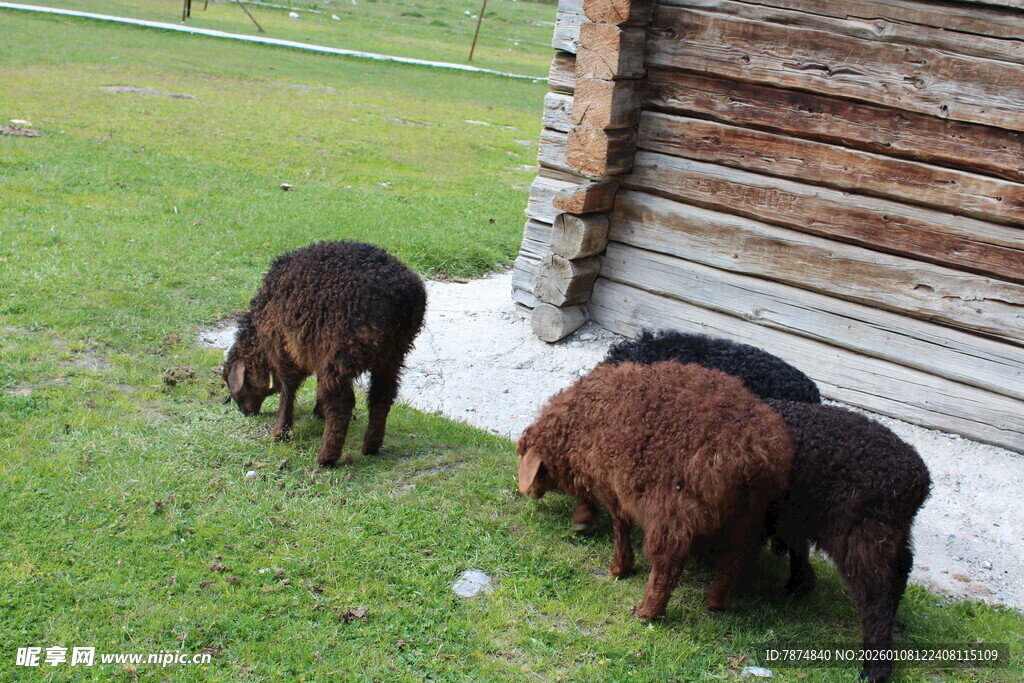 木屋旁吃草的几只绵羊