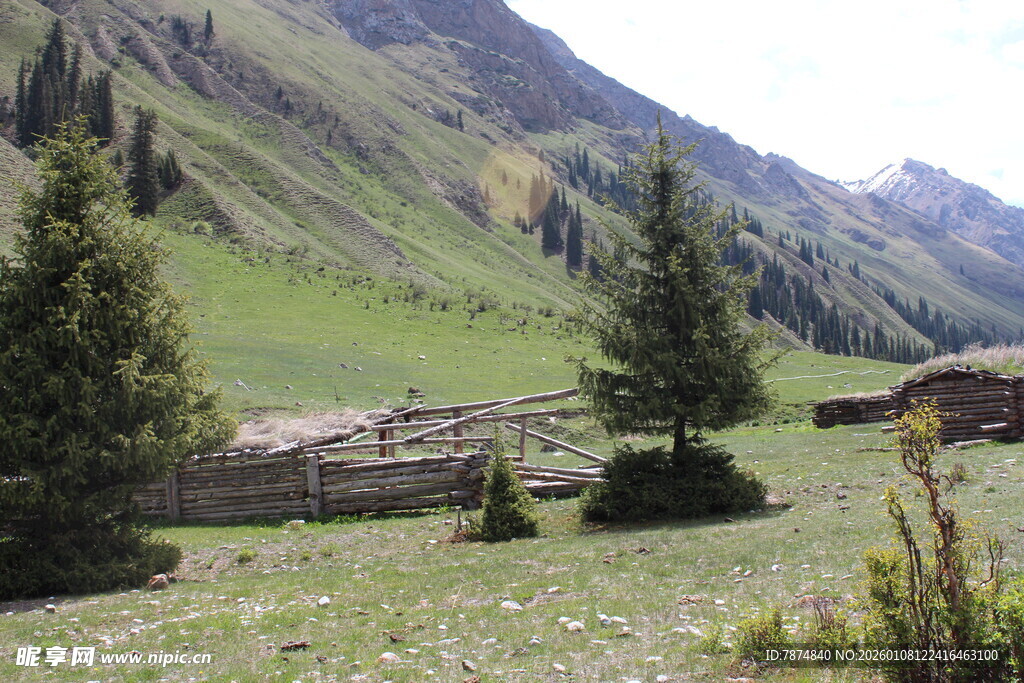 山间草地与树木景观