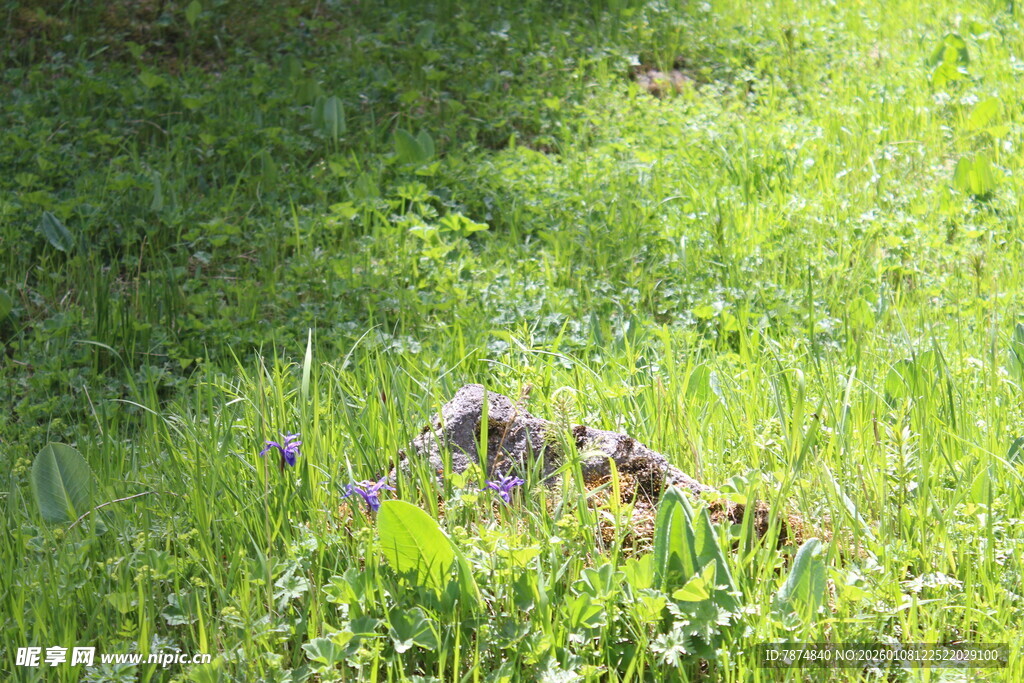 阳光下的草地与紫色小花