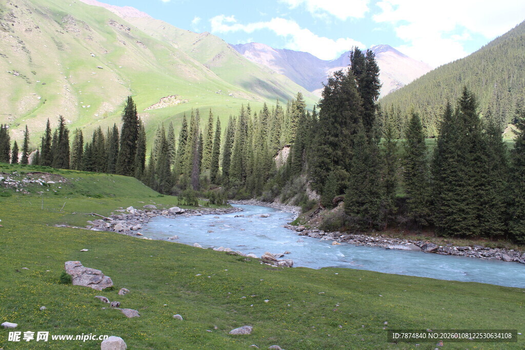 山间溪流旁的葱郁松林