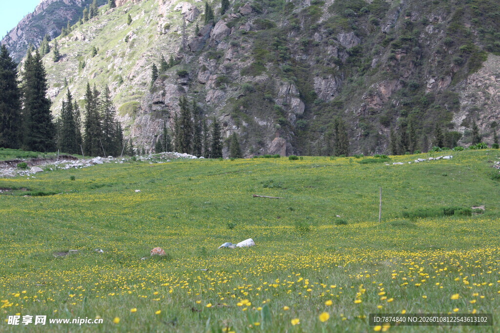 山间草地绽放黄色小花