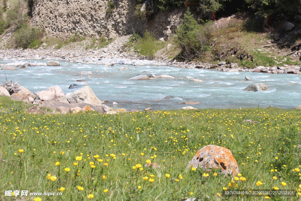 河畔黄花间的悠闲动物