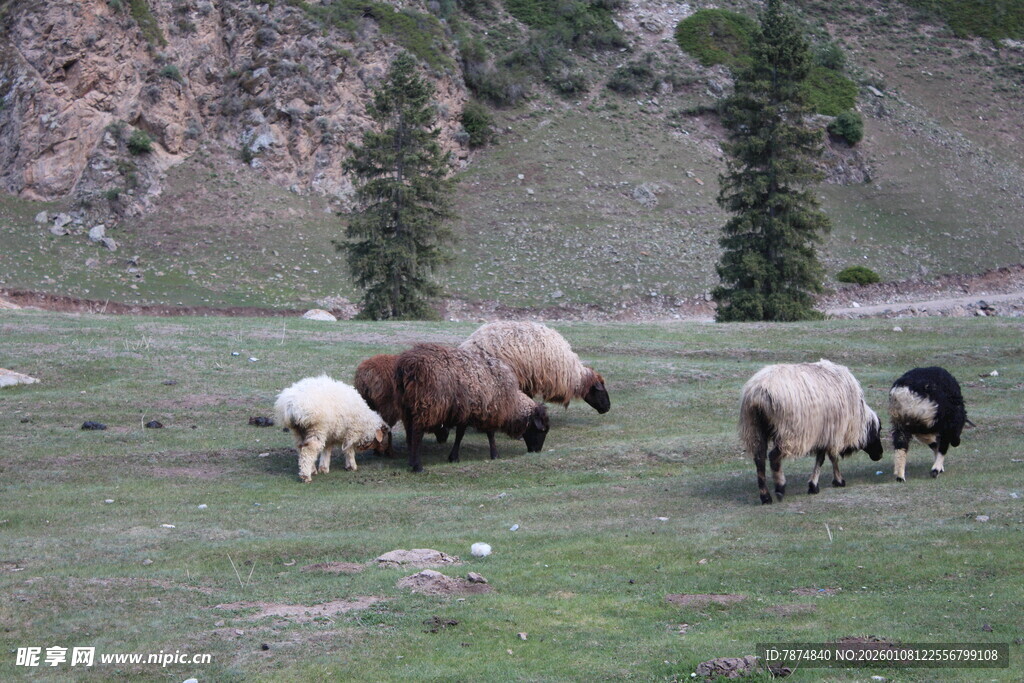 草原上的羊群悠然吃草