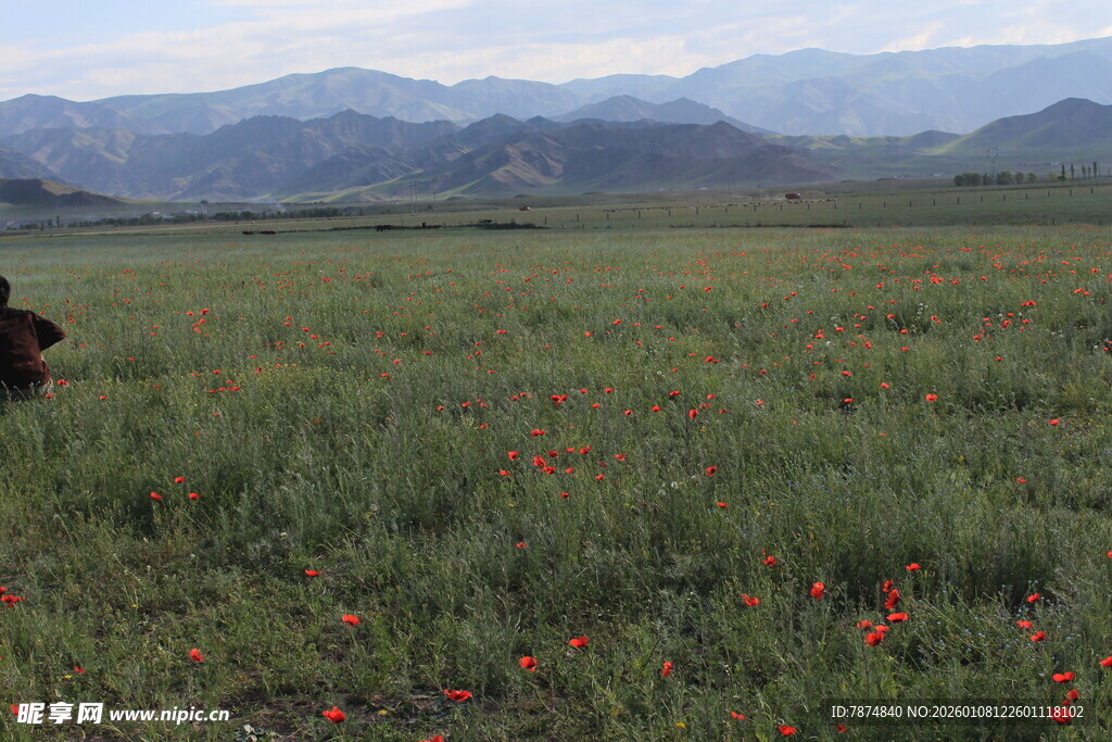 草原花海与远望的身影