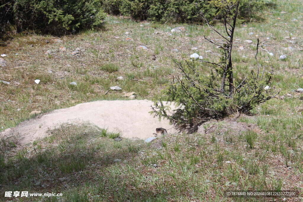 山间小径旁的绿植与枯树