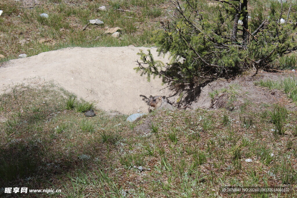 山间沙土地旁绿植景象