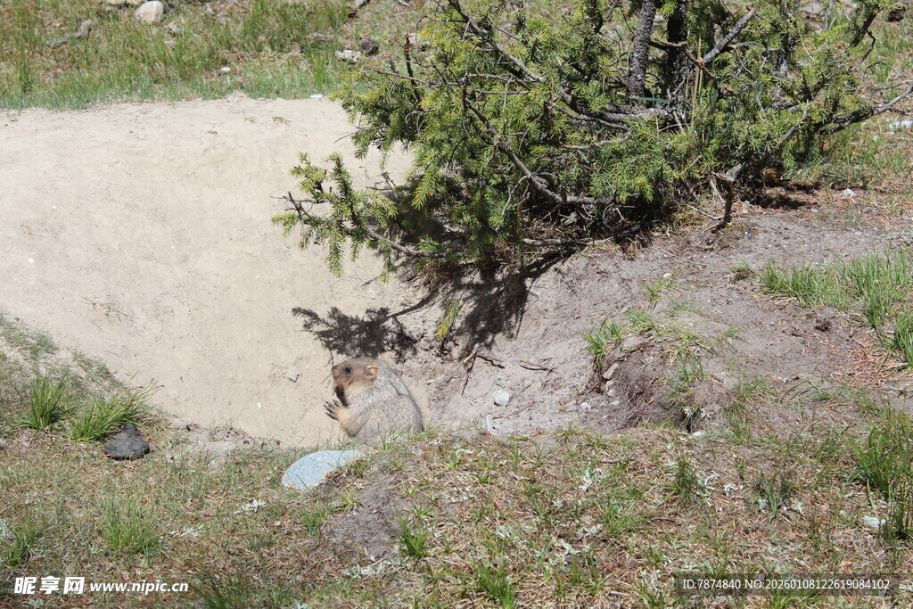 山坡上的绿植与沙土景观