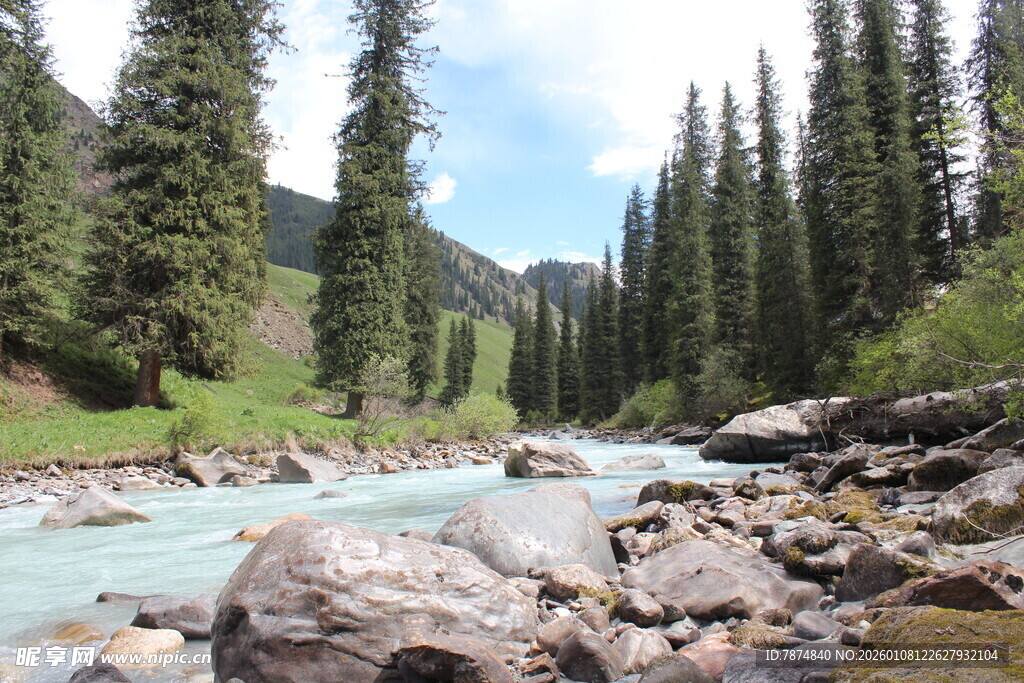 山间溪流旁的葱郁松林