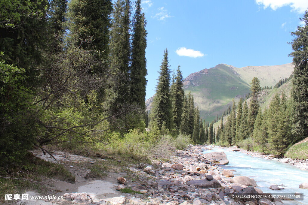 山间溪流旁的茂密松林