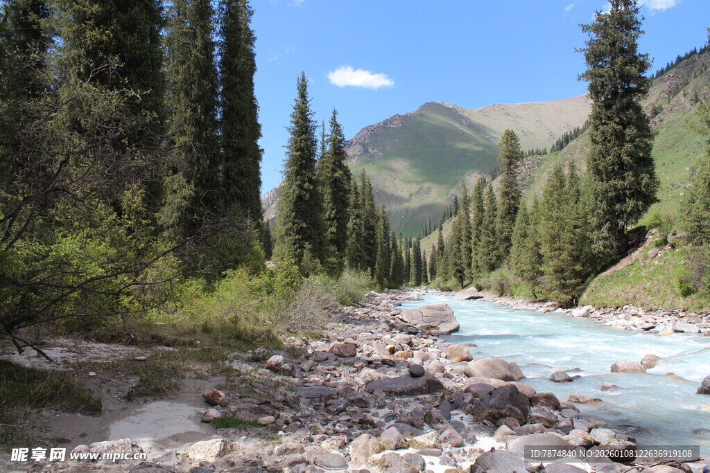 山间溪流旁的葱郁树林