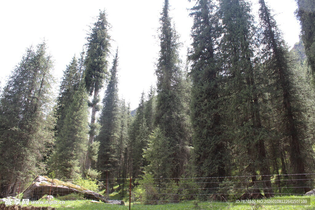 茂密森林中的高大树木