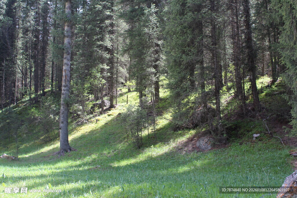 山林草地间的光影美景