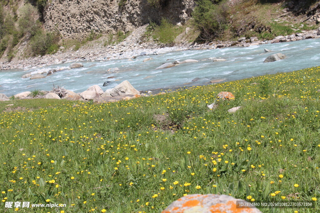 河畔黄花绿野自然美景