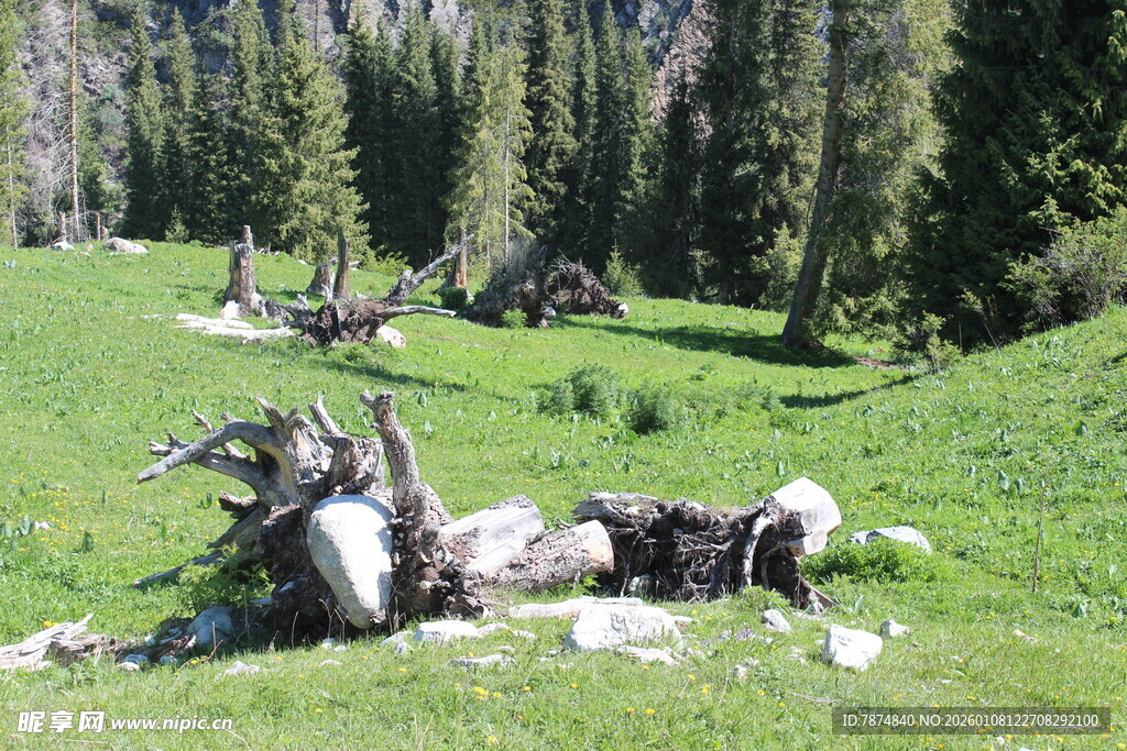 山间草地的枯木与绿植