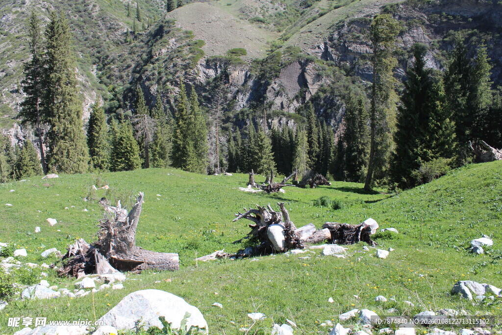 山间草地躺卧的枯木