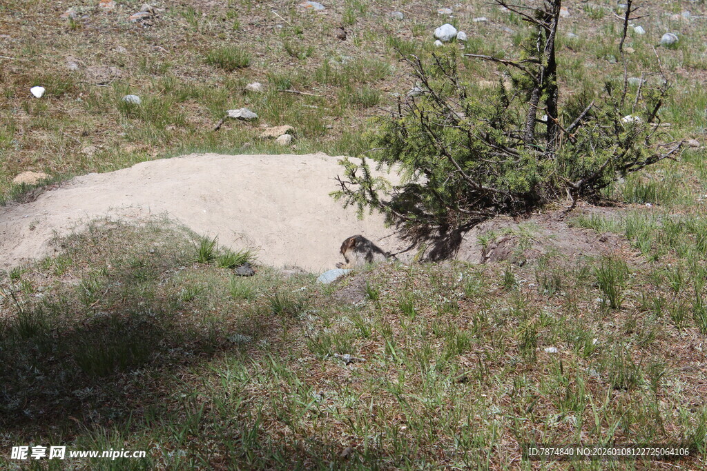 草地上的小沙坑与绿植
