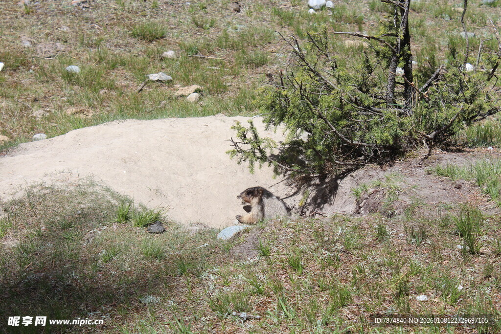 野外小径上的一只小动物