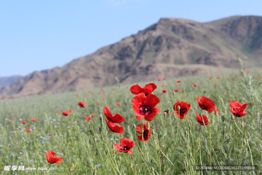 原野上绽放的鲜艳花海