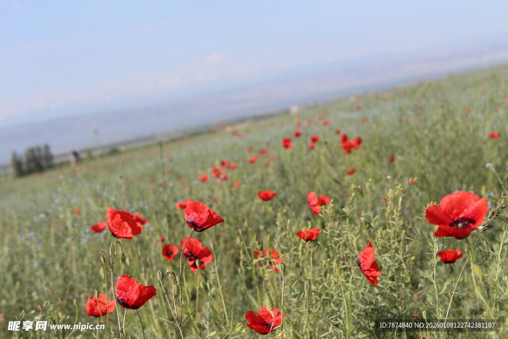 田野中的艳丽花海