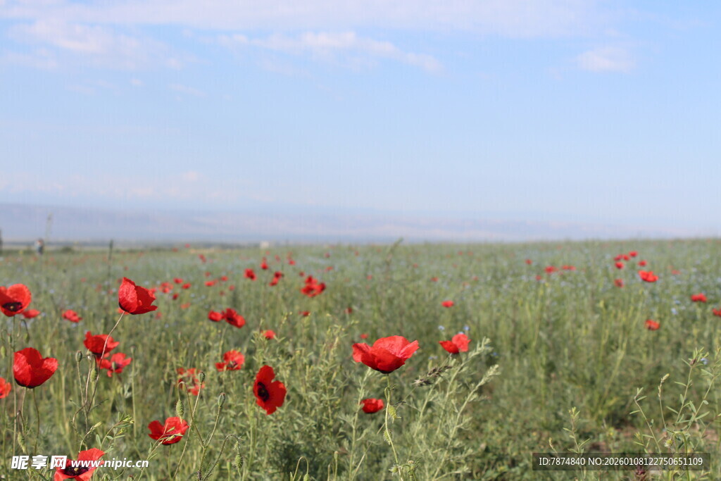 田野中绽放的艳丽花海