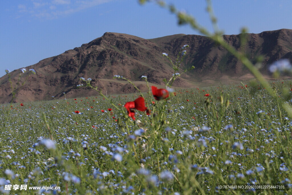 山野间绽放的红蓝花卉