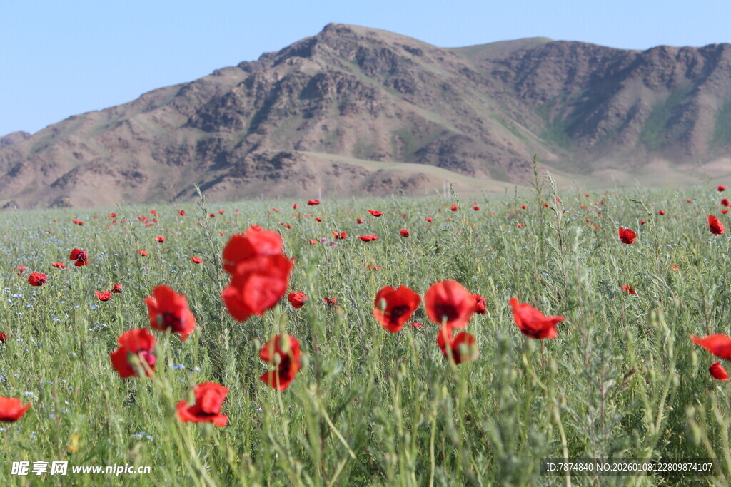 山间盛放的鲜花