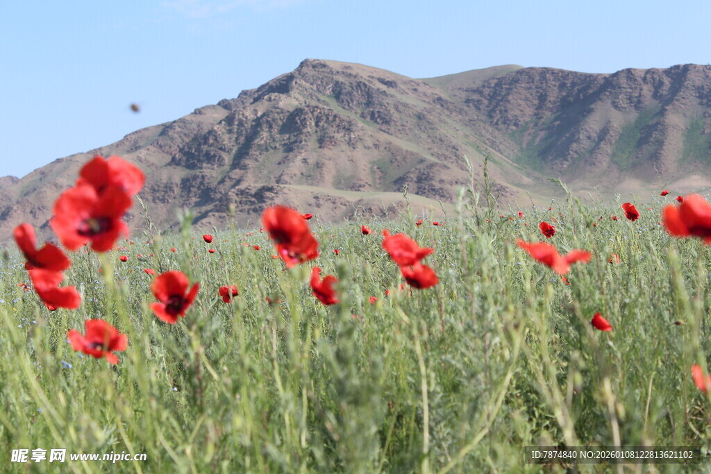 山间盛放的鲜花
