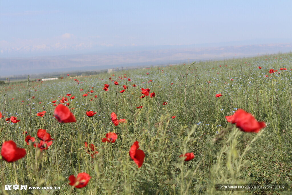 花海的美丽景致