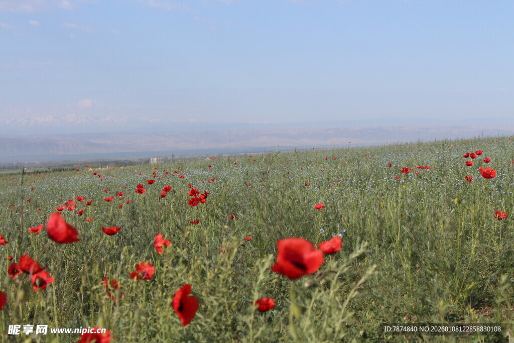 红色花盛开的原野