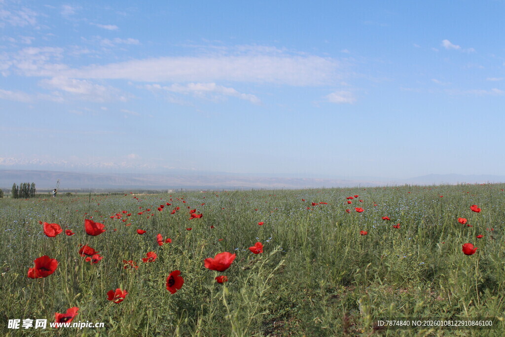 田野中的艳丽鲜花