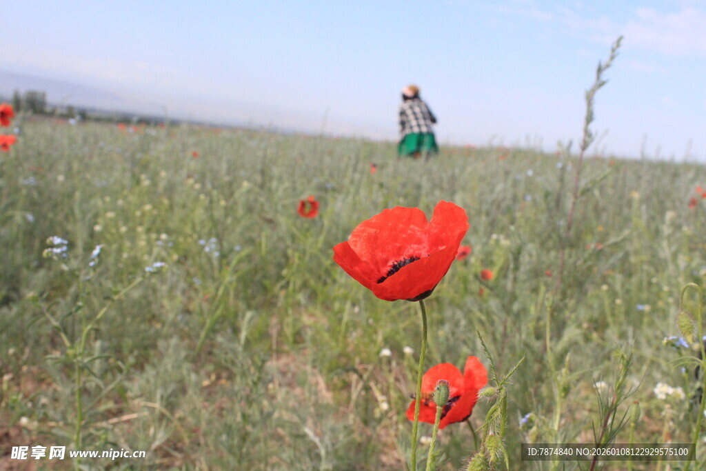 田野中绽放的鲜艳红花