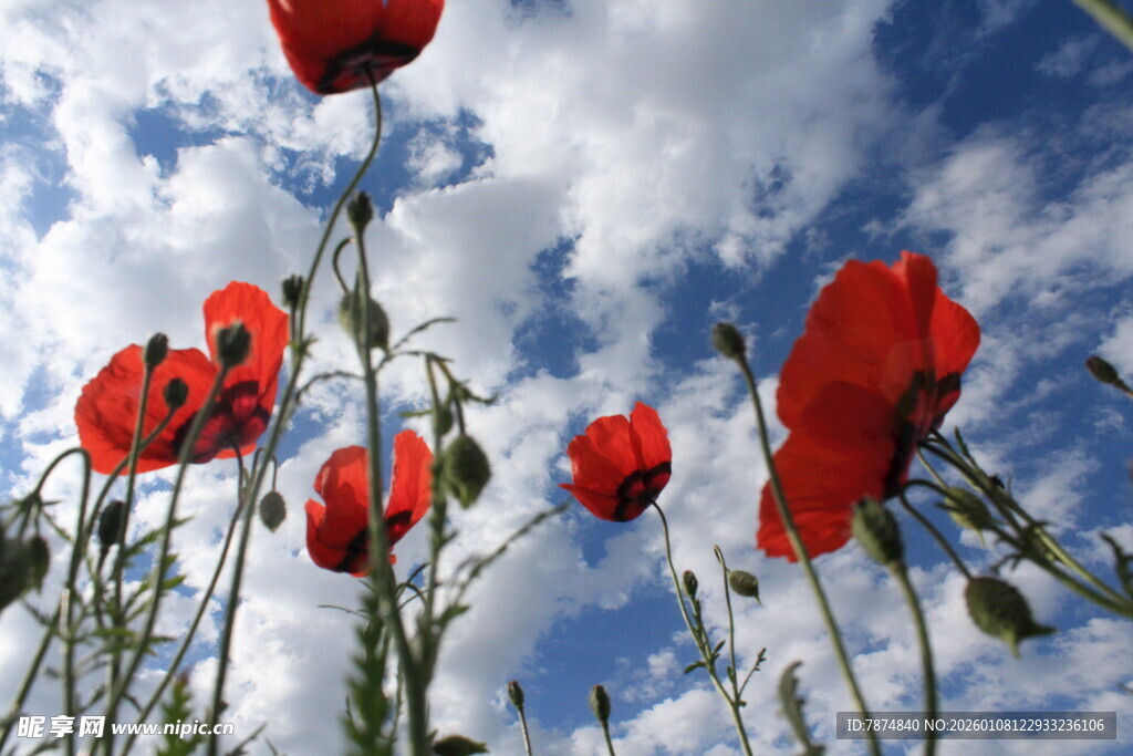 蓝天下绽放的鲜花