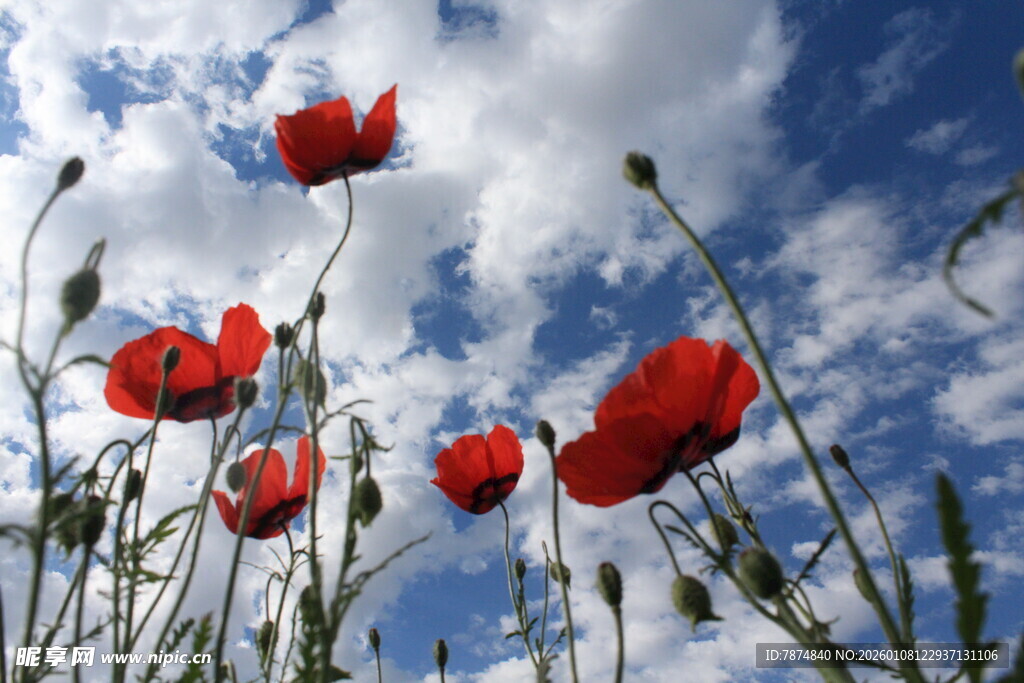 蓝天下的艳丽鲜花